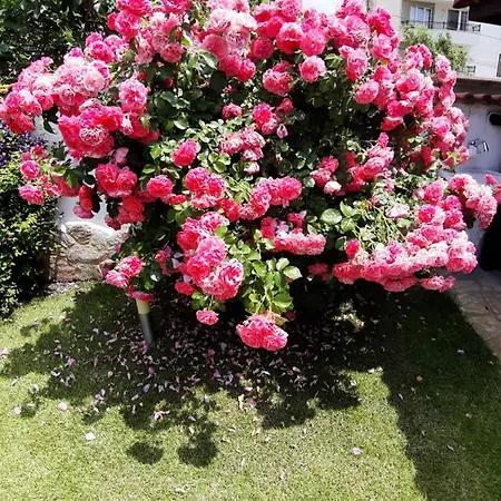 Guest house Guest Deva